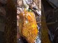 Amazing Challenge Fishing With Plastic Pipe In Pond | Challenge Fishing #challenge #fishing #shorts