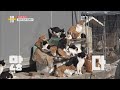 "길고양이 돌보다 보니 70마리가 되었어요" 어느 부부의 사연은? KBS 210212 방송