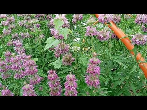 How We're Growing A MEDICINE CABINET!