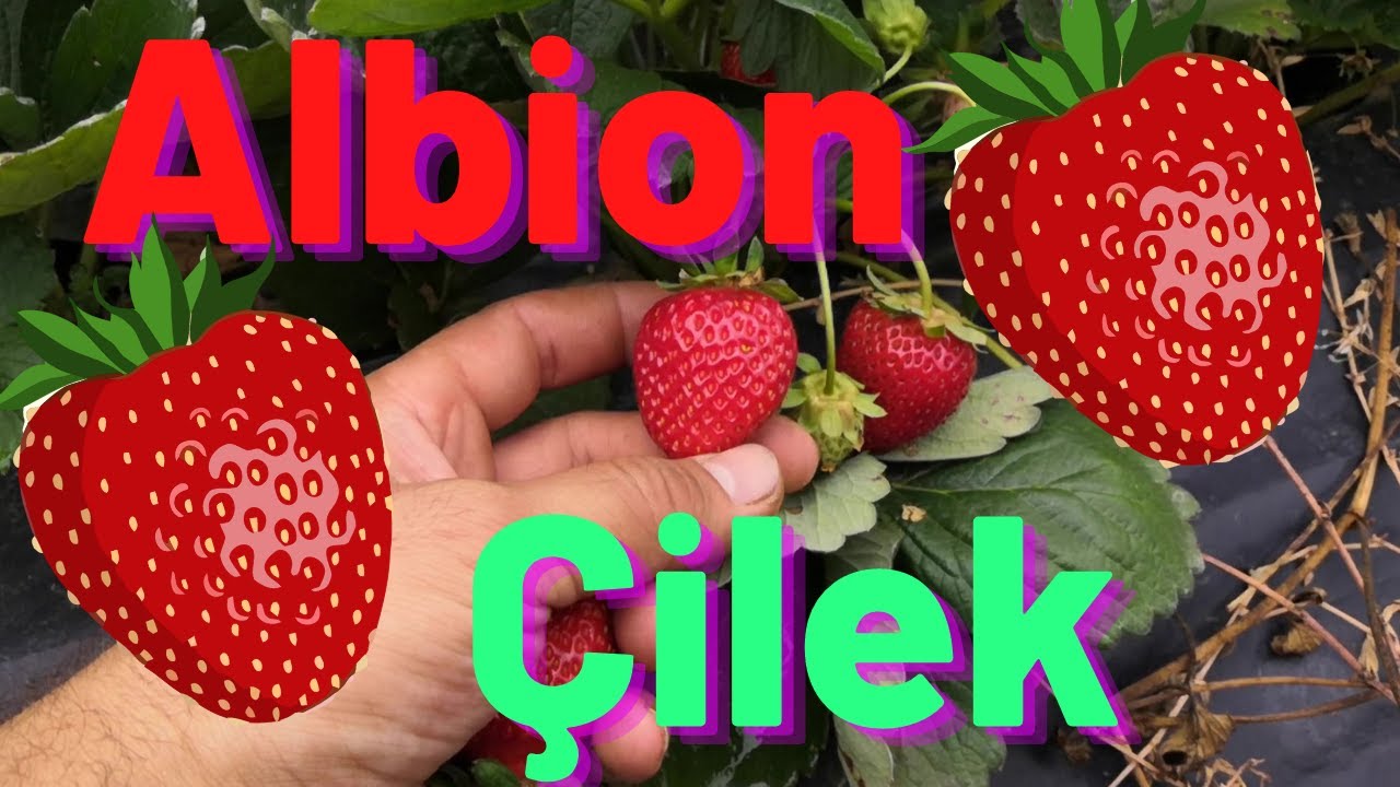 ALBİON ÇİLEK YETİŞTİRİCİLİĞİ