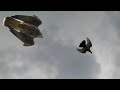 Сокол Сапсан здесь!!! Атакует моих голубей!Falcon peregrinus will attack the pigeons here again!!!