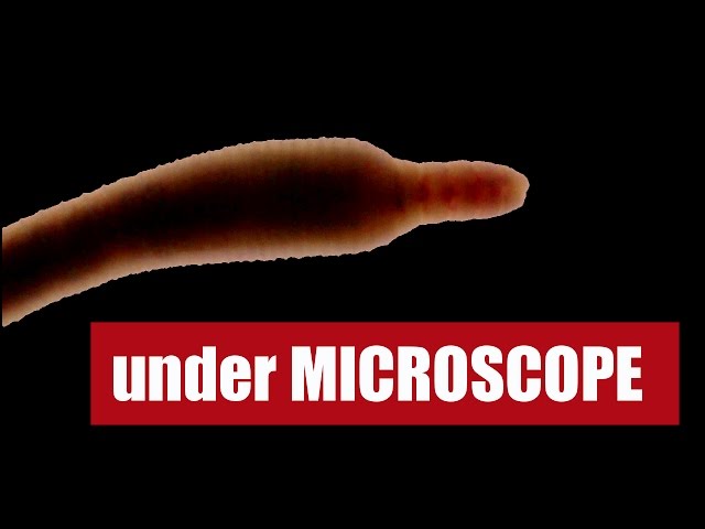 Earthworm moving under microscope 🔬 seeing the unseen claws of