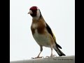 JILGUERO CAMPERO ESPAÑOL -  Chardonneret Goldfinch