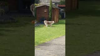 Sky Mit Leckerliball