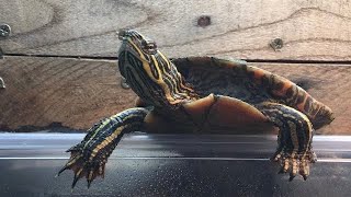 COMPLETE CARE GUIDE - The Painted Turtle