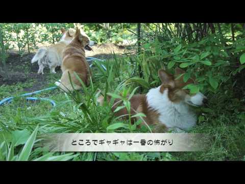 2017　お母さんとギャギャ
