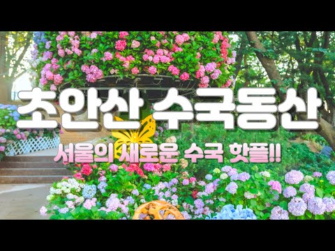 초안산 수국동산: 서울의 새로운 수국 핫플!!