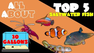 Top 5 Fish for 20 Gallon Saltwater Tank
