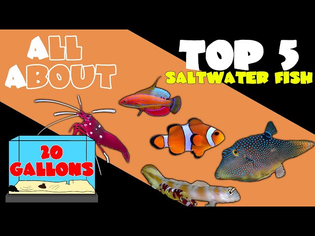 Top 5 Fish for 20 Gallon Saltwater Tank 