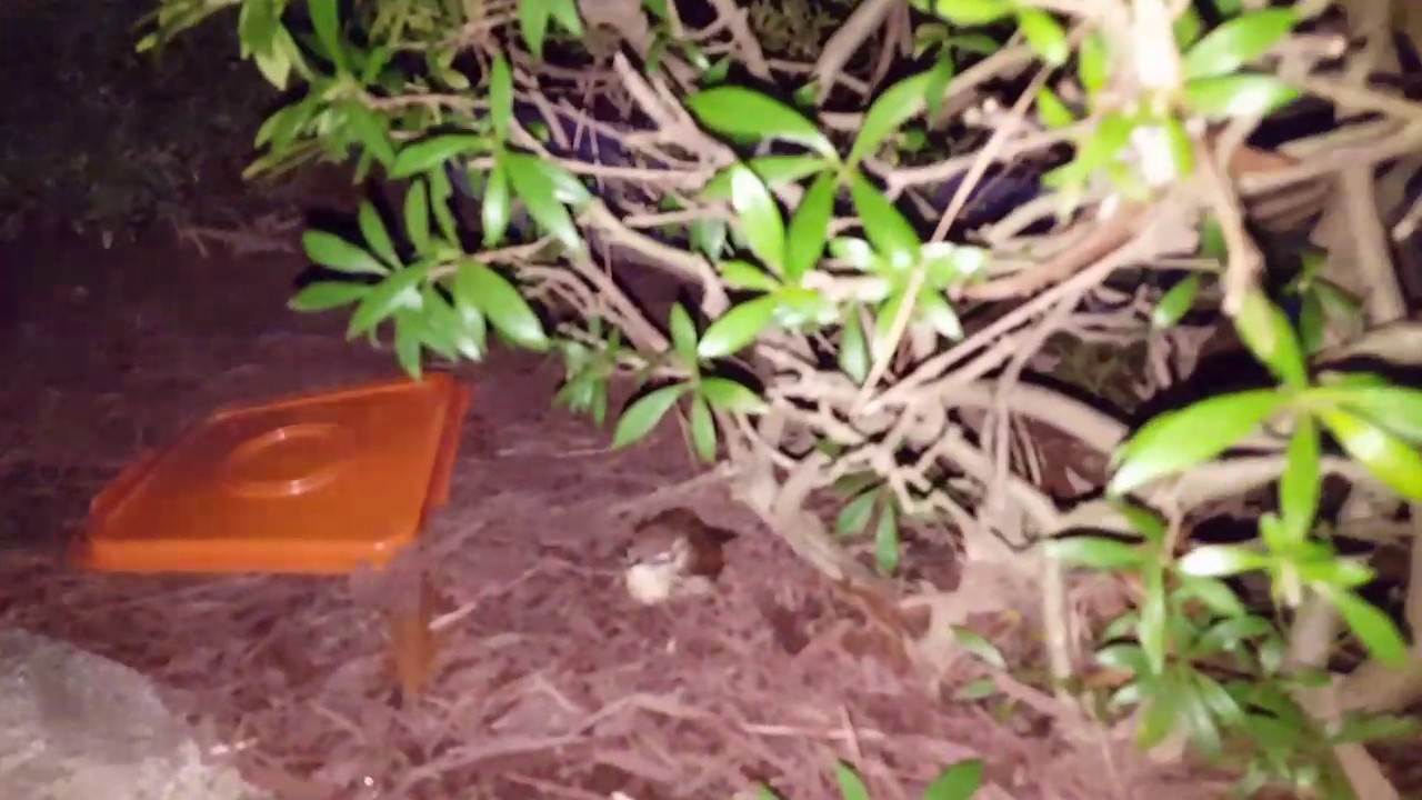 removal of fallopian tube Bird released from squirrel cage