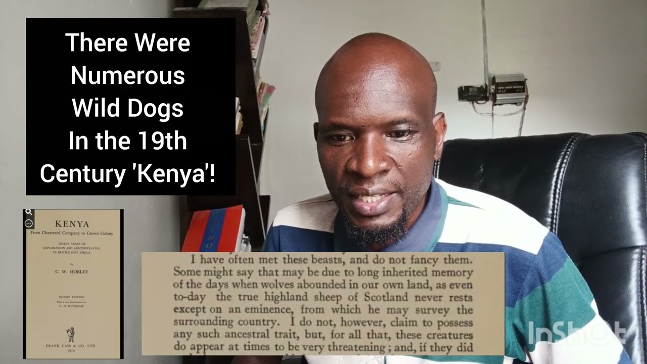 В Кении XIX века обитало множество диких собак!