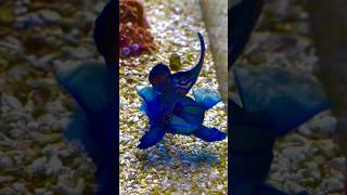 समुद्र की सबसे खूबसूरत मछलियाँ 😨🐠 | Beautiful Fishes That Look Fake”