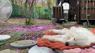 【ルンルンの裏庭】扇風機でフワフワしながら眠るルンルン【耐久15分】