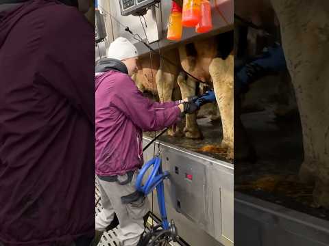 Think it’s easy? 300 udders later... 😫💪 Milking Cows