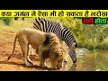 जब शेर और जेब्रा एक साथ पानी पिते दिखाई पड़े ll animal amazing movement cought on camera