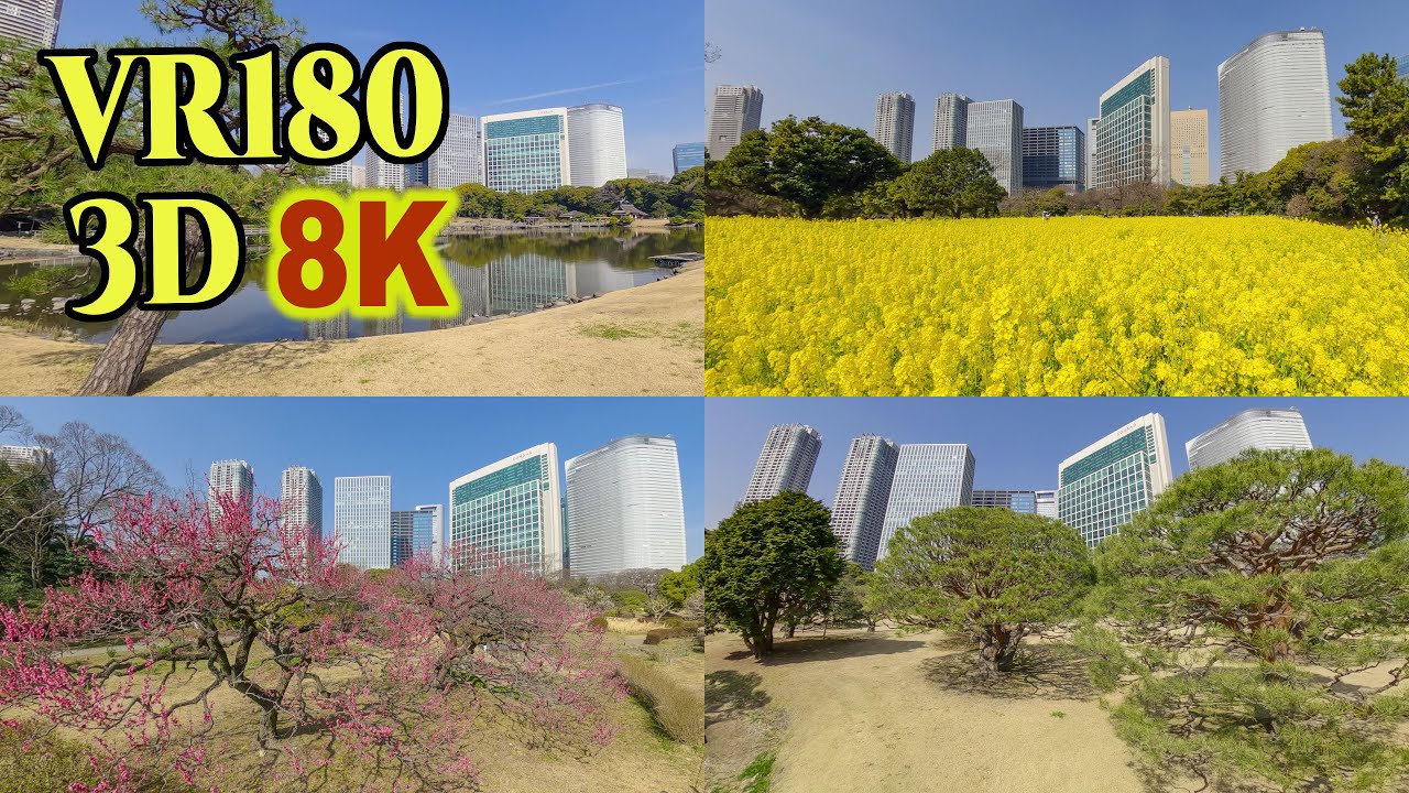 8K 3D VR180 ] 浜離宮恩賜庭園の菜の花畑・梅園・松の木 Hama-rikyu