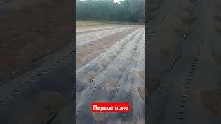 Наше первое поле #2024 #клубника #сад #food #strawberryfarming #farming #garden #ukraine #strawberry