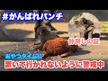 パンチくん、警戒しながらおやつを食べる（Punch-kun eats snacks while being cautious）　2026.03.08午後 市川市動植物園 #がんばれパンチ
