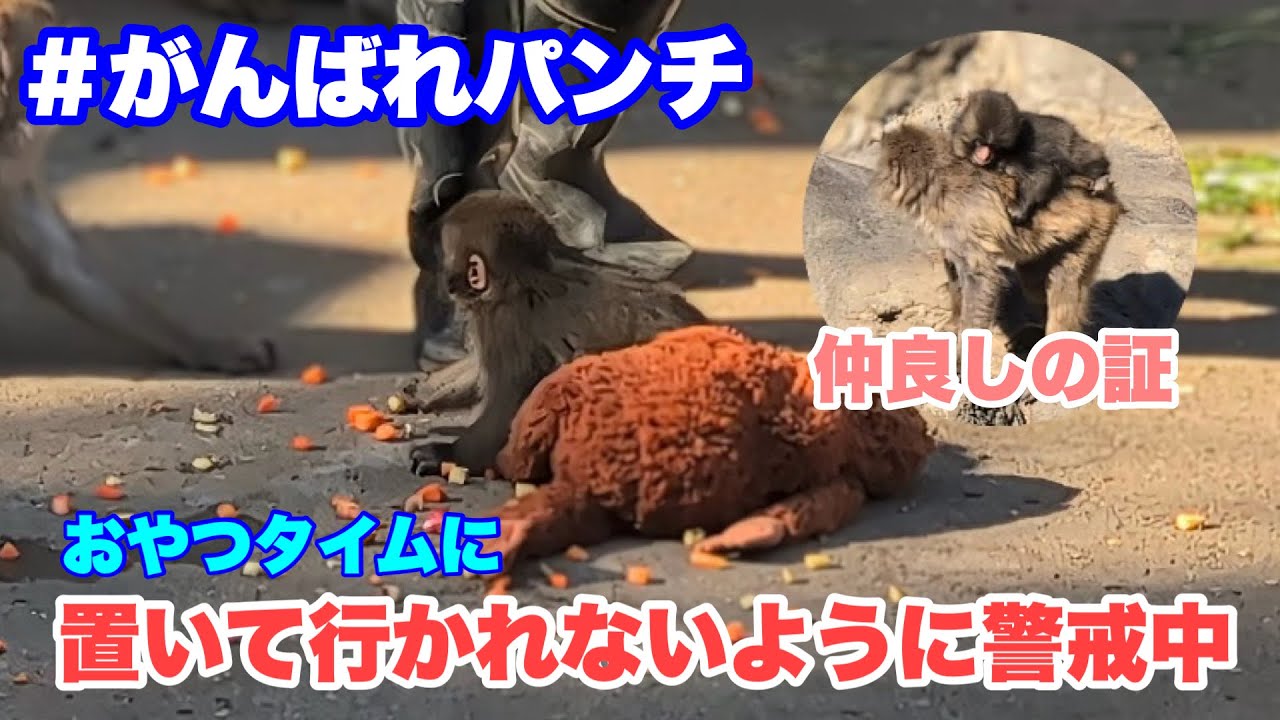 パンチくん、警戒しながらおやつを食べる（Punch-kun eats snacks while being cautious）　2026.03.08午後 市川市動植物園 #がんばれパンチ