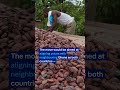 Ivory Coast may cut cocoa prices for farmers