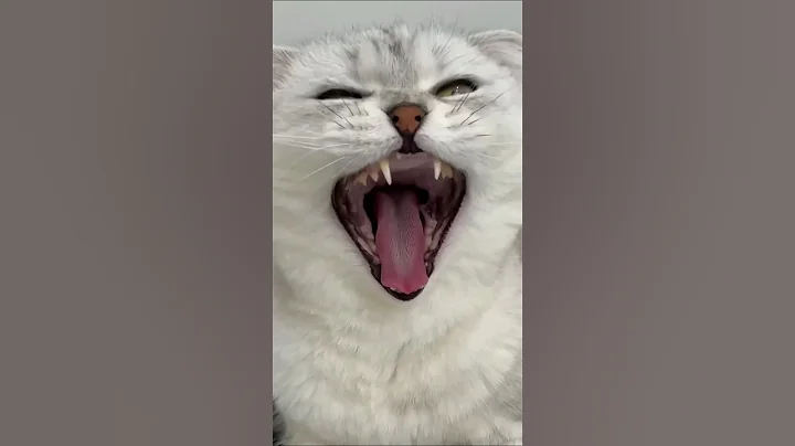 There was no trace of Sonya's pranks 🐾#cat #cats