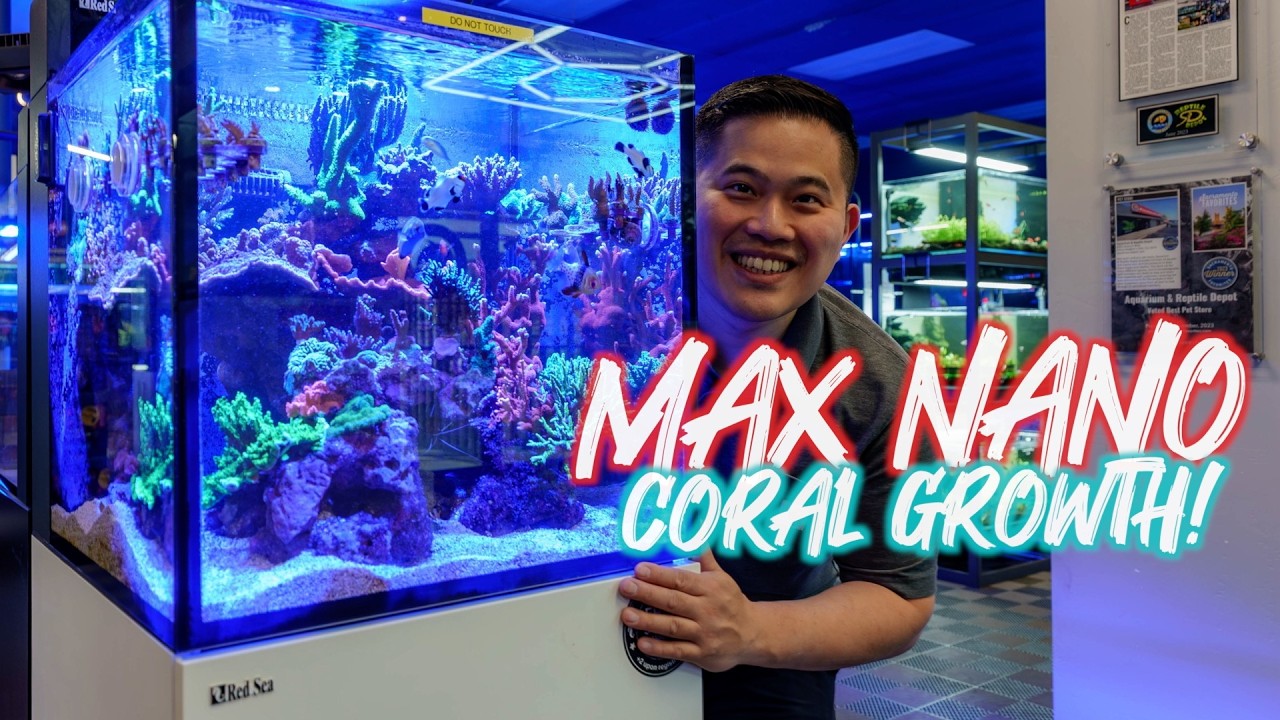 AMAZING coral growth and saltwater fish in the Red Sea Max Nano G2 XL! (call the tang police!)