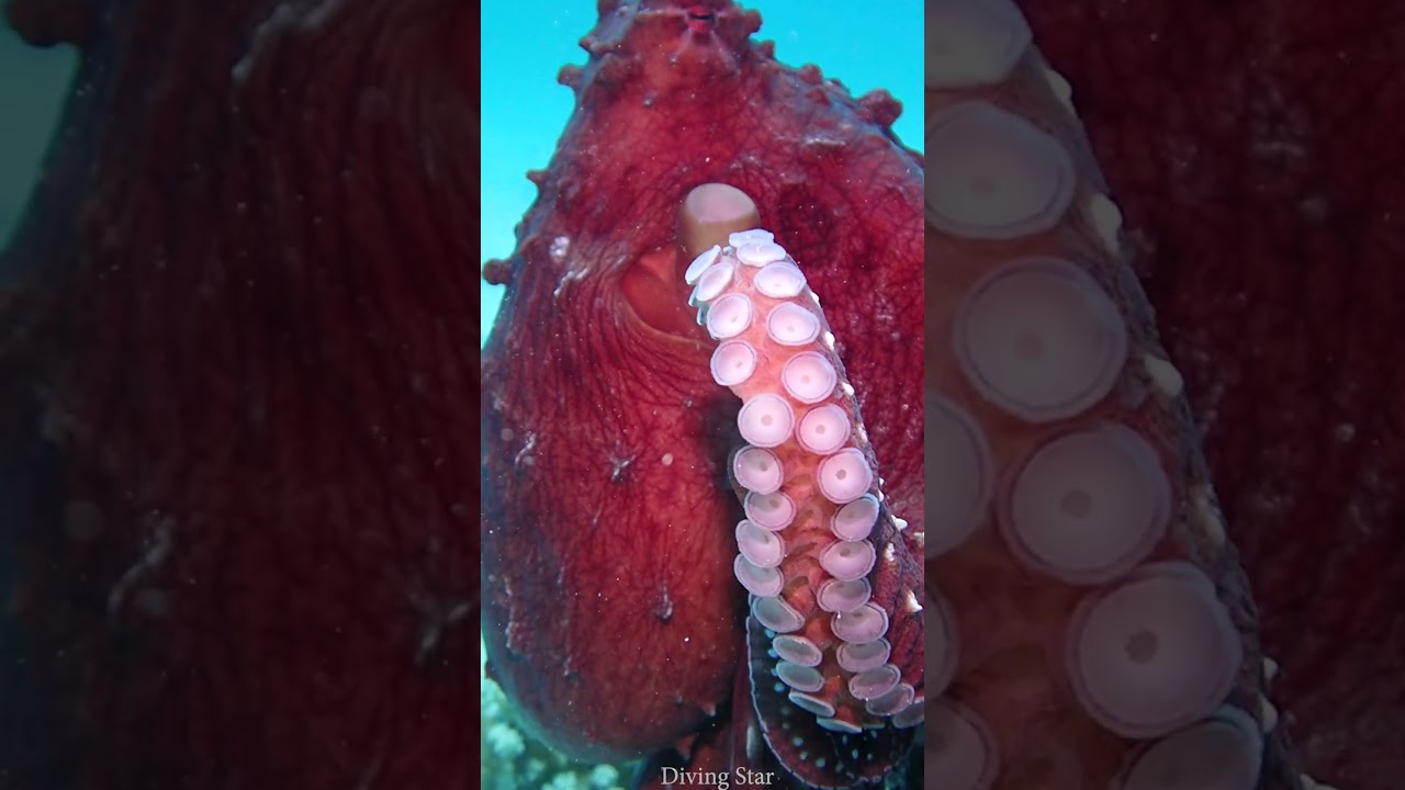 Scuba Diving in Red Sea Hurghad, Egypt
