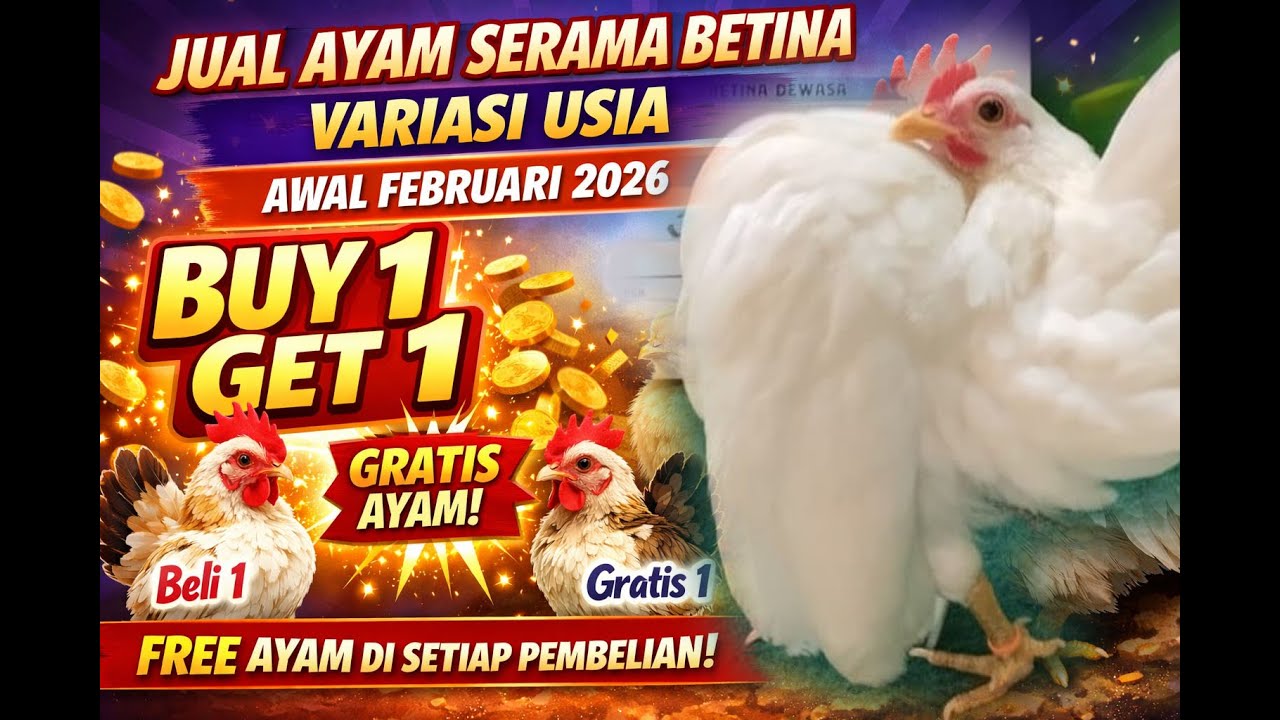 Update terbaru harga Ayam Serama Betina Awal Februari 2026 🐔✨