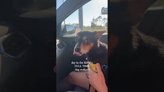 Day In The Life Of A Full Time Pet Sitter