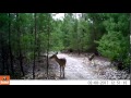 Deer Running On Sand Trail DonoLand Deer Running On Sand Trail DonoLand
