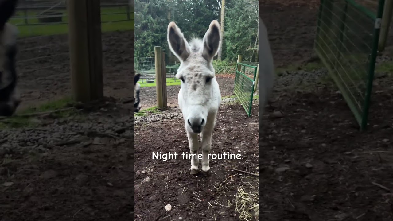 Donkey’s nightly routine. 