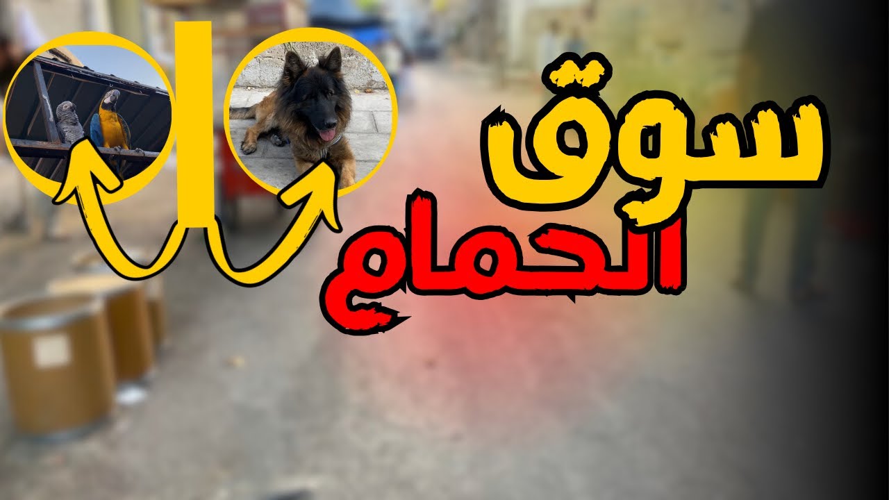 هدا افضل توقيت تنزل تشتري في حمام بالسوق 🤔 طير بليره وطير بليرتين 🔥