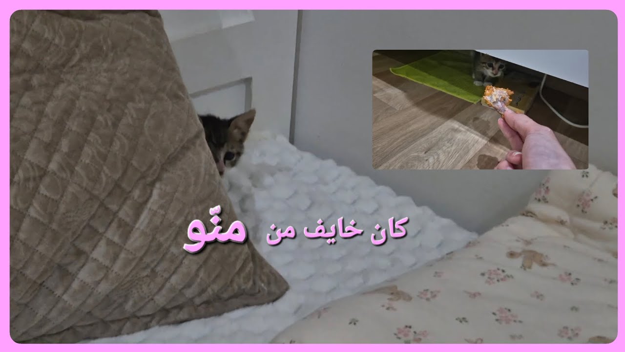 تكملة لآخر فيديو.....لمحبين القطط