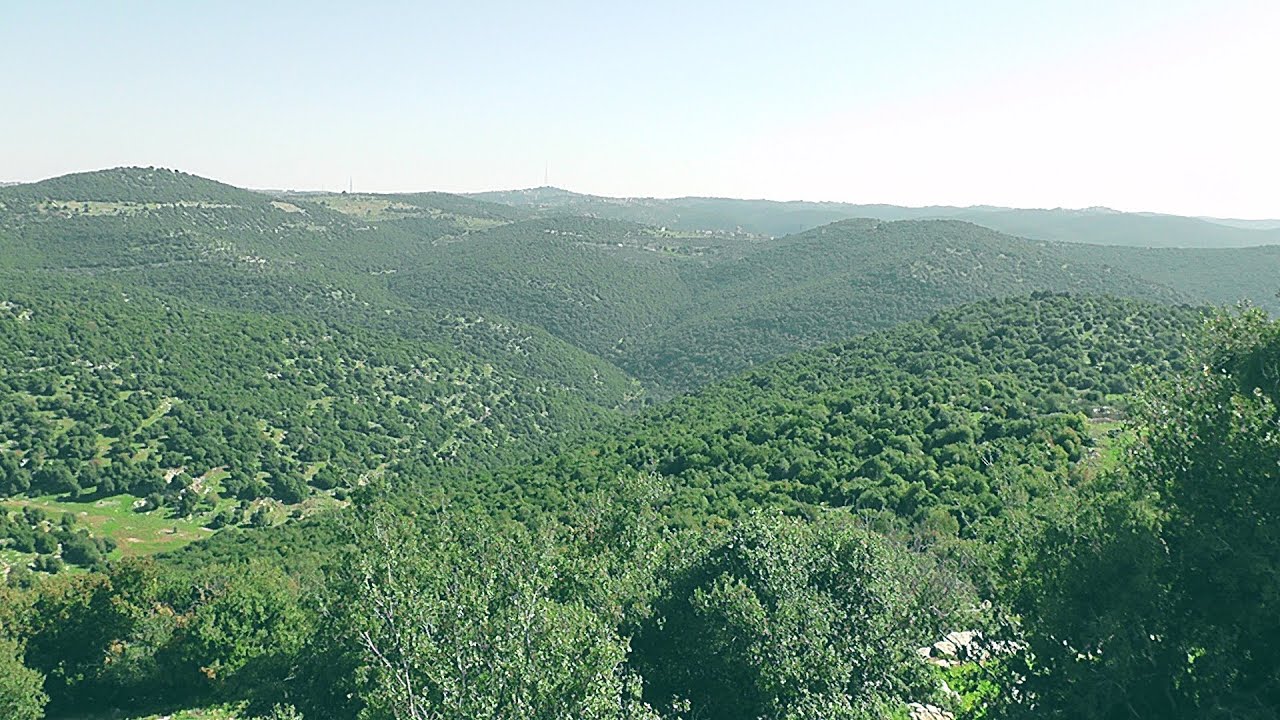 غابات  وادي  بيره  من غابات  برقش   في لواء الكوره شمال الاردن
