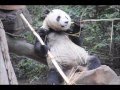 San Diego Zoo ~ 11.14.2015 ~ Xiao Liwu Snow Day