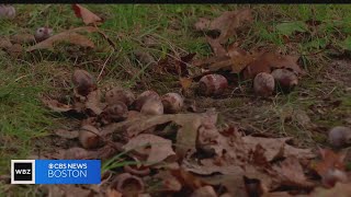 Are there more acorns falling this year?