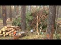 В Бийске вырубили часть соснового бора, который защищал жилые дома в Заречье от котельной и дорог