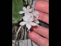 Aerangis mystacidii an african strongly scented nocturnal small orchid