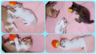 @cc.cutecats Playing Ball & Wrestling (2) #kitten #cat #kucing #kitty by CC.CUTECATS 700 views 3 weeks ago 3 minutes, 2 seconds