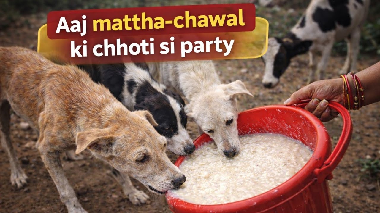 “बचा हुआ मट्ठा और चावल… आज स्ट्रीट डॉग्स के लिए ❤️”