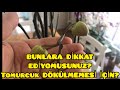 Orkidelerle ilgili en çok yaşadıgınız sıkıntı nedir⁉️/Orkideler Güzellik uykusunda💐