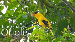 A preening Black-naped Oriole (in 4K)