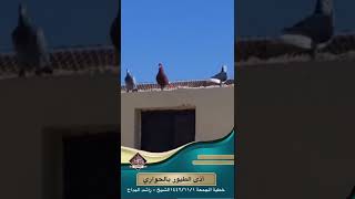 أذى الطيور بالحواري.. الشيخ راشد البداح