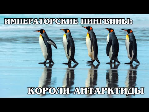 ИМПЕРАТОРСКИЙ ПИНГВИН: Самый большой в мире пингвин | Интересные факты про пингвинов