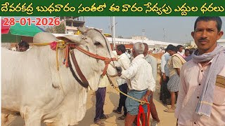 దేవరకద్ర బుధవారం ఎద్దుల సంత | Devarakadra Bull market | Oxen prices | 28-01-2026 @purnafarms 