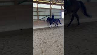 I’m riding Kahu in an eventing show in 2 weeks! #horse #equestrianjourney #equestrian #horserider