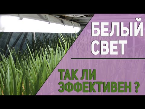 Видео: Сколько света нужно растениям-блуждающим евреям?