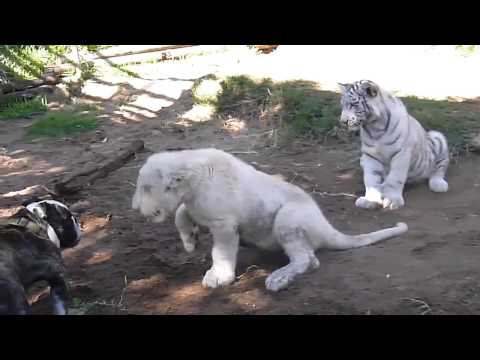 Brave Bulldog Attack Lion and Tiger