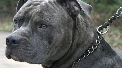 In 8-5 vote, Denver City Council fails to override mayor's veto of measure that would have ended pit