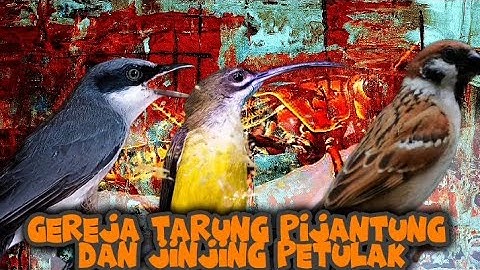 KOMBINASI roll kasar tajam | gereja tarung, pijantung dan jinjing petulak